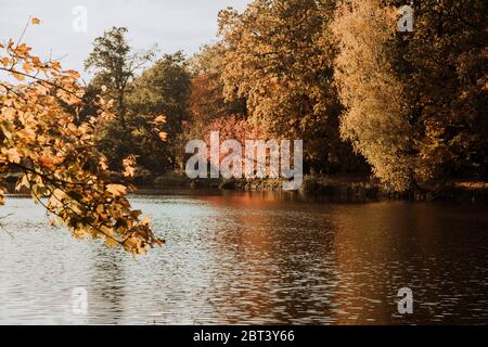 Lodz, Polonia: Alberi gialli autunnali presso il lago nel parco durante il tramonto Foto Stock