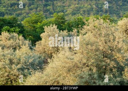 Alberi verdi nella foresta vicino in estate. Foto Stock