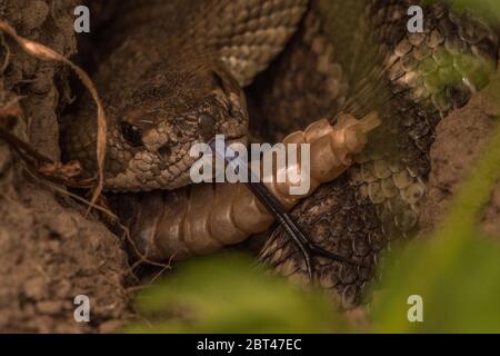 Un serpente del pacifico settentrionale (Crotalus oreganus) che fa rotolarsi la lingua. Foto Stock