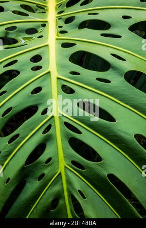 Un impianto di monstera nelle Hawaii, la Big Island, Stati Uniti d'America. Foto Stock