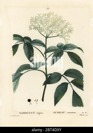 Sambucus nigra, sambucus nigra. Incisione a stilple a mano di Mlle. Brenet dopo un'illustrazione di Pierre-Joseph Redoute da Henri Louis Duhamel du Monceau's Traite des Arbres et Arbustes, Parigi, 1804-1819. Foto Stock