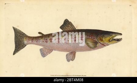 La trota fario Salmo trutta fario (trota, Salmo fario). Copperplate Handcolored disegnato e inciso da Edward Donovan dalla sua storia naturale della British Pesci, Donovan e F.C. E J. Rivington, Londra, 1802-1808. Foto Stock