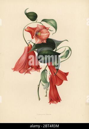 La Campanula cilena o copihue, Lapageria rosea (Lapegeria rosea). Chromolithograph dopo un disegno botanico da Emily Eden da I suoi fiori da un giardino indiano: Seconda serie: speranza, Breidenbach & Co, Dusseldorf, 1860s. Eden era una femmina in inglese scrittore aristocratico, romanziere e traveler che ha accompagnato il suo fratello George in India dal 1836 al 1842. Foto Stock