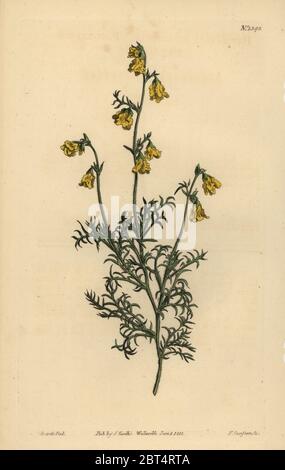 Hermannia confusa (Fine-lasciava hermannia, Hermannia tenuifolia). Handcolored incisione su rame di F. Sansom dopo una illustrazione da Sydenham Edwards da William Curtis' la rivista botanica, Londra, 1811. Foto Stock