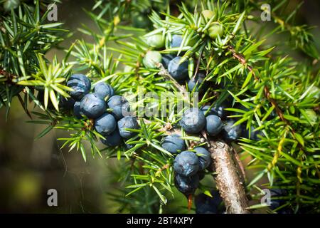 Le bacche di ginepro blu mature sono su ginepro in natura. Foto Stock