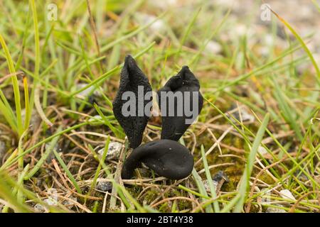 Xylaria longipes (dita di Molo Morto) Fungo Sac nero in Scottish Bog Habitat Foto Stock