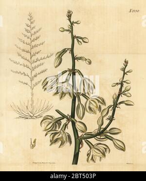 Cabuya gigante, aloe verde o Maurizio-canapa, Furcraea foetida (Furcraea gigantea). Incisione a mano su copperplate di Weddell dalla rivista botanica Samuel Curtis, Londra, 1822. Foto Stock