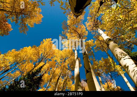 Quaking aspen (Populus tremuloides) boschetto in autunno nel sud-est Idaho Foto Stock