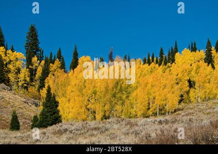 Quaking aspen (Populus tremuloides) boschetto in colore autunno nel Grand Teton National Park, Wyoming Foto Stock