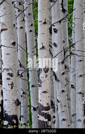 Quaking Aspen (Topulus tremuloides) tronchi nel Colorado centrale Foto Stock