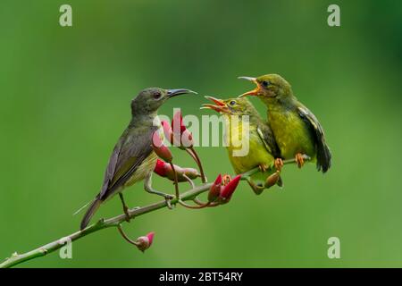 Sunbird con sostegno a oliva che alimenta i suoi pulcini, Indonesia Foto Stock