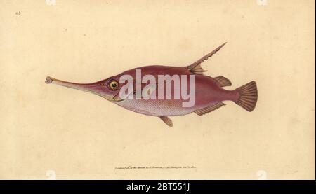 Snipefish Longspine, Macroramphosus scolopax (Beccaccino o a tromba, pesce Centriscus scolopax). Copperplate Handcolored disegnato e inciso da Edward Donovan dalla sua storia naturale della British Pesci, Donovan e F.C. E J. Rivington, Londra, 1802-1808. Foto Stock