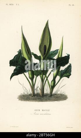 Arum selvatico, signori e Signore o jack nel pulpito, Arum maculatum, Arum macule. Incisione in acciaio a mano di Lebrun dopo un'illustrazione botanica di Charles Louis Constans da Pierre Oscar Reveil, A. Dupuis, p. Gerard e Francois Herincqs la Regne vegetal: Flore medicale, L. Guerin, Parigi, 1864-1871. Foto Stock