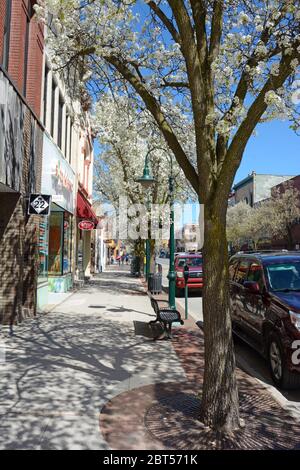 Ciliegi in fiore in primavera nel quartiere commerciale del centro di Traverse City, Michigan. Foto Stock