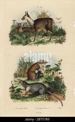 Maggiore white-dentata megera, Crocidura russula 1, grigio muschio megera, Suncus murinus 2 e dusky Cervi muschiati, Moschus fuscus, in via di estinzione 3. Musaraigne musette, Musaraigne montjourou, Musc. Acciaio Handcolored incisione di du Casse dopo una illustrazione da Adolph patatine da Felix-Edouard Guerin-Meneville's Dictionnaire pittoresco d'Histoire Naturelle (pittoresco Dizionario di storia naturale), Parigi, 1834-39. Foto Stock
