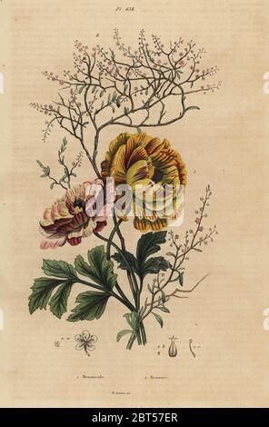 Ranuncolo persiano, Ranunculus asiaticus 1, Cinese e indigo, Persicaria tinctoria 2. Renoncule, Renouee. Acciaio Handcolored incisione da Felix-Edouard Guerin-Meneville's Dictionnaire pittoresco d'Histoire Naturelle (pittoresco Dizionario di storia naturale), Parigi, 1834-39. Foto Stock