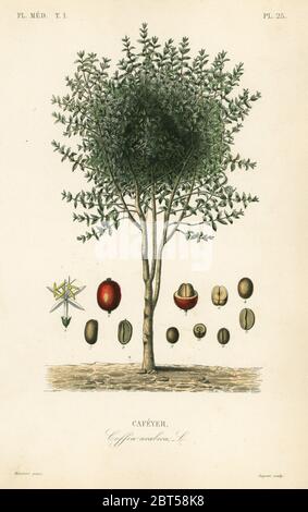 Caffè arabo, Coffea arabica, Cafeyer. Incisione in acciaio a mano di Lagesse dopo un'illustrazione botanica di Edouard Maubert di Pierre Oscar Reveil, A. Dupuis, p. Gerard e Francois Herincqs la Regne vegetal: Flore medicale, L. Guerin, Parigi, 1864-1871. Foto Stock