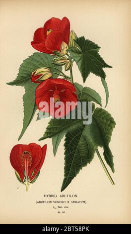 abutilon ibrido, Abutilon pictum (Abutilon venoso x striatum.). Chromolithograph da un'illustrazione da Desire Bois da Edward Steps Fiori favoriti di giardino e serra, Frederick Warne, Londra, 1896. Foto Stock