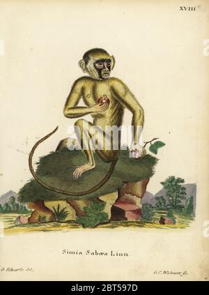 Green Monkey, Chlorocebus sabaeus. Simia sabaea Linn. Handcolored incisione su rame da G.C. Walwerth dopo una illustrazione di George Edwards da Johann Christian Daniel Schreber di illustrazioni di animali dopo la natura, o Schreber fantastico animali, Erlangen, Germania, 1775. Foto Stock