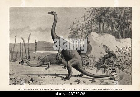 Il più antico dinosauro conosciuto, Anchisauro, dal Nord America, New Red arenaria periodo. Stampa dopo un'illustrazione di Joseph Smit da Henry Neville Hutchinsons creature di altri giorni, Popular Studies in Paleontology, Chapman and Hall, Londra, 1896. Foto Stock