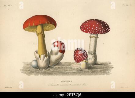 Fungo agarico di mosca, Amanita muscaria, fungo imperiale, Amanita aurantiaca. Amaniti. Incisione in acciaio a mano di Lagesse dopo un'illustrazione botanica di Edouard Maubert di Pierre Oscar Reveil, A. Dupuis, p. Gerard e Francois Herincqs la Regne vegetal: Flore medicale, L. Guerin, Parigi, 1864-1871. Foto Stock