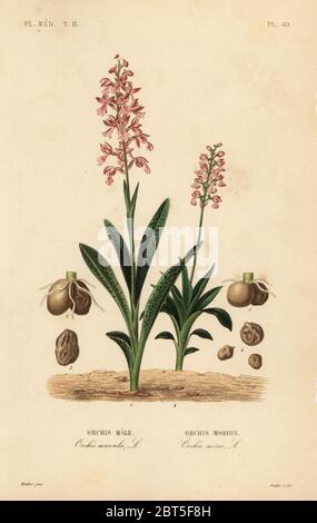 Orchidea viola, orchidea orchidea, Orchidea maschio, orchidea con ali verdi, Anacamptis morio, Orchidea morione. Incisione in acciaio a mano di Oudet dopo un'illustrazione botanica di Edouard Maubert da Pierre Oscar Reveil, A. Dupuis, p. Gerard e Francois Herincqs la Regne vegetal: Flore medicale, L. Guerin, Parigi, 1864-1871. Foto Stock
