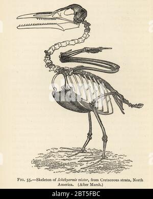 Scheletro di Ichthyornis dispar estinto (Ichthyornis victor), Cretaceous Strata, Nord America. Dopo Otniel Charles Marsh. Illustrazione da Henry Neville Hutchinsons creature di altri giorni, Studi popolari in Paleontologia, Chapman e Hall, Londra, 1896. Foto Stock