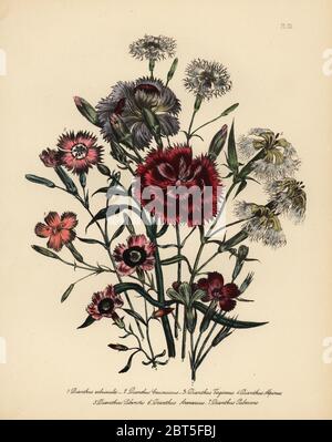 Arbustiva rosa Cinese, Dianthus arbusculus, rosa caucasici, Dianthus caucasicus, legno di rosa, Dianthus virgineus, rosa alpina, Dianthus Alpinus, Monte Libano rosa, Dianthus lebanotia, sabbia rosa, Dianthus arenarius, e pubescent rosa, Dianthus pubescens. Handfinished chromolithograph da Henry Noel Humphreys dopo una illustrazione di Jane Loudon dalla sig.ra Jane Loudon il Signore fiore giardino di piante perenni ornamentali, William S. Orr, Londra, 1849. Foto Stock