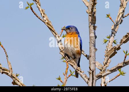 Ritratto di Bluebird primo piano in primavera al giorno Foto Stock