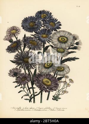 Michaelmas italiano daisy, Aster amellus, alpine aster, Aster alpinus, liscio-lasciato, fleabane Erigeron glabellum, vistosi fleabane, Stenactis speciosa, grande daisy messicano, Leptostelma maxima, annoso Californian aster, Diplopappus incarnus, e minore comune daisy, Bellium bellinoides. Handfinished chromolithograph da Henry Noel Humphreys dopo una illustrazione di Jane Loudon dalla sig.ra Jane Loudon il Signore fiore giardino di piante perenni ornamentali, William S. Orr, Londra, 1849. Foto Stock