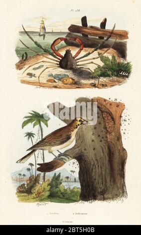 La liscivia granseola, Inachus phalangium 1, e maggiore honeyguide, Indicatore indicatore 2. Inachus, Indicateur. Handcolored incisione in acciaio dopo una illustrazione da Adolph patatine da Felix-Edouard Guerin-Meneville's Dictionnaire pittoresco d'Histoire Naturelle (pittoresco Dizionario di storia naturale), Parigi, 1834-39. Foto Stock