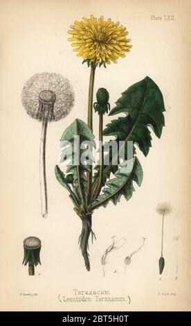 Tarassaco o taraxacum, Leontodon taraxacum. Litografia Handcolored da Charlotte Caroline Sowerby da Edward Hamilton della Flora Homeopathica, Bailliere, Londra, 1852. Foto Stock