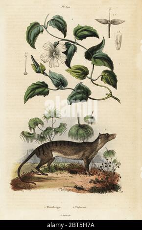 Whitelady, Thunbergia fragrans, e l'estinto tasmanian tiger o thylacine, Thylacinus cynocephalus. Handcolored incisione in acciaio dopo una illustrazione da Varin da Felix-Edouard Guerin-Meneville's Dictionnaire pittoresco d'Histoire Naturelle (pittoresco Dizionario di storia naturale), Parigi, 1834-39. Foto Stock