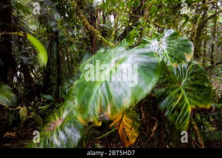 Lussureggiante sottotetto nella foresta pluviale del Cerro Gaital monumento naturale, zona di El Valle de Anton, provincia di Cocle, Repubblica di Panama. Foto Stock