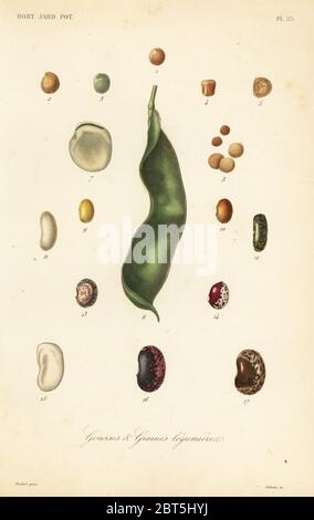 Varietà di piselli e fagioli, gousses et graines legumieres. Pisum sativum e Phaseolus vulgaris. Incisione in acciaio a mano di Corbie dopo un'illustrazione botanica di Edouard Maubert da Pierre Oscar Reveil, A. Dupuis, p. Gerard e Francois Herincqs la Rigne vegetal: Orticoltura: Jardin Potager et Jardin Fruitier, L. Guerin, Parigi, 1864-1871. Foto Stock