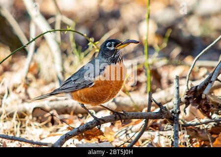 Carino rapina di primo piano uccello in primavera giorno Foto Stock