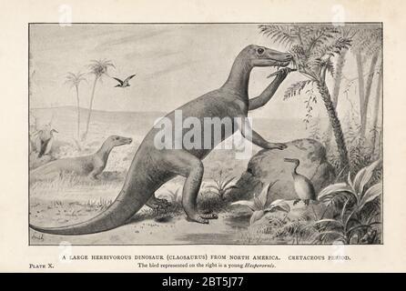 Un grande dinosauro erbivoro, Claosaurus, del Nord America, periodo Cretaceo. L'uccello sulla destra è un giovane Hesperornis regalis. Stampa dopo un'illustrazione di Joseph Smit da Henry Neville Hutchinsons creature di altri giorni, Popular Studies in Paleontology, Chapman and Hall, Londra, 1896. Foto Stock