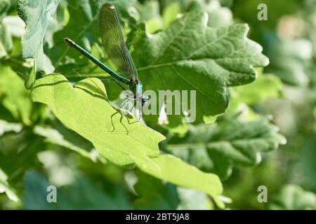 Macro di damselfly blu e verde (Demoiselle) seduta su foglia illuminata dal sole in natura primaverile Foto Stock