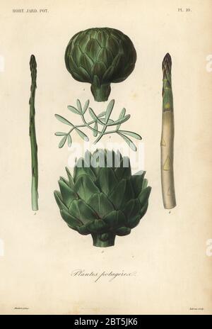 Verdure, Plantes potageres. Carciofi, Cynara cardunculus var. Scolymus, asparagi, Asparagus officinalis, e samphire rock, Crithmum maritimum. Incisione in acciaio a mano di Lebrun dopo un'illustrazione botanica di Edouard Maubert di Pierre Oscar Reveil, A. Dupuis, p. Gerard e Francois Herincqs la Rigne vegetal: Orticoltura: Jardin Potager et Jardin Fruitier, L. Guerin, Parigi, 1864-1871. Foto Stock