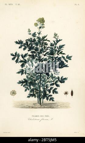 Comune prato rue, Thalictrum flavum, Pigamon des pres. Incisione in acciaio a mano di Lebrun dopo un'illustrazione botanica di Charles Louis Constans da Pierre Oscar Reveil, A. Dupuis, p. Gerard e Francois Herincqs la Regne vegetal: Flore medicale, L. Guerin, Parigi, 1864-1871. Foto Stock