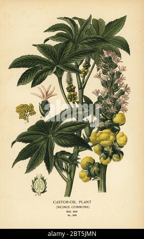 Impianto di olio di ricino, Ricinus communis. Chromolithograph da un'illustrazione da Desire Bois da Edward Steps Fiori favoriti di giardino e serra, Frederick Warne, Londra, 1896. Foto Stock
