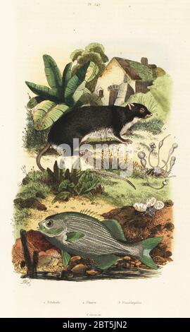 Desmarest's hutia, Capromys pilorides 2, mare cavedano, Kyphosus sectatrix 3, sterco cannon, Pilobolus crystallinus fungo 1. Pilobole, Piloris, Pimeleptere. Handcolored incisione in acciaio dopo una illustrazione da Adolph patatine da Felix-Edouard Guerin-Meneville's Dictionnaire pittoresco d'Histoire Naturelle (pittoresco Dizionario di storia naturale), Parigi, 1834-39. Foto Stock