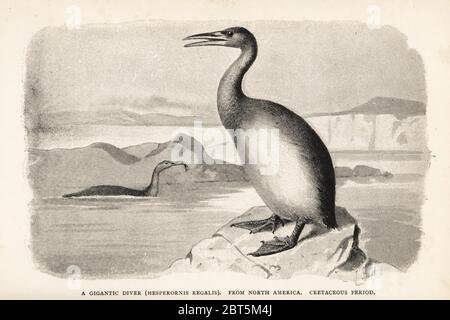 Un tuffatore gigantesco, Hesperornis regalis, dal Nord America, periodo Cretaceo. Stampa dopo un'illustrazione di Joseph Smit da Henry Neville Hutchinsons creature di altri giorni, Popular Studies in Paleontology, Chapman and Hall, Londra, 1896. Foto Stock