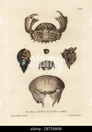 Casella crab Calappa hepatica 1, scatola gigante di granchio, Calappa calappa 2, floreali granchio uovo, Atargatis floridus 3, Diogene granchio eremita, Diogenes pugilator 4,5 e soldier crab Pagurus bernhardus 6. Handcolored incisione su rame di Andreas Hoffer dopo una illustrazione di Christian Leinberger da Georg Wolfgang Knorr's Deliciae Naturae Selectae di Kabinett Zeldzaamheden van der Natuur, Blusse e figlio, Norimberga, 1771. Esemplari di una Wunderkammer o armadietto di curiosità di proprietà di Dr. Christoph Jacob Trew di Norimberga. Foto Stock