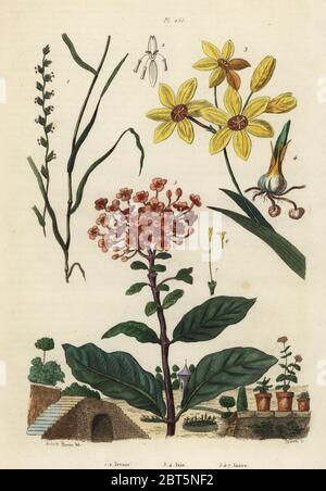 Loglio perenne, Lolium perenne 1,2, pezzata africana giglio di mais, Ixia maculata var. fuscocitrina 3,4 e jungle geranio, Ixora coccinea 5-7. Ivraie, Ixie, Ixore. Acciaio Handcolored incisione di Pedretti dopo una illustrazione da A. Carie Barone di Felix-Edouard Guerin-Meneville's Dictionnaire pittoresco d'Histoire Naturelle (pittoresco Dizionario di storia naturale), Parigi, 1834-39. Foto Stock