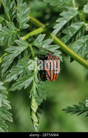 Un raro oggetto di protezione a strisce, il Graphosoma lineatum, che riposa su una pianta velenosa di Hemlock, Conium maculatum, in primavera nel Regno Unito. Foto Stock