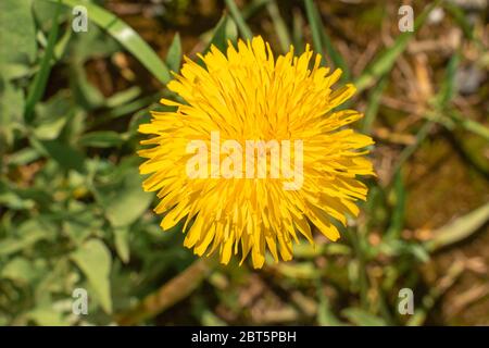 Fiore di dente di leone nel selvaggio. Vista dall'alto Foto Stock