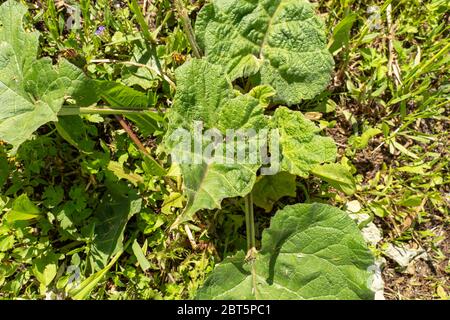 il burdock giovane cresce nel selvaggio. erba verde intorno Foto Stock