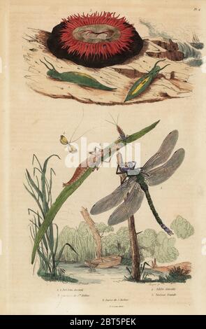 Bolla di canna lumaca, Acteon tormatilis 1, beadlet anemone, Actinia equina 2, giallo-impedito a lungo il clacson, Nemophora degeerella 3, marrone hawker, Aeshna grandis 4. Acteon austral, actinie de Ste. Helene, adele geerelle, aeshne grande. Acciaio Handcolored incisione di Beyer da Felix-Edouard Guerin-Meneville's Dictionnaire pittoresco d'Histoire Naturelle (pittoresco Dizionario di storia naturale), Parigi, 1834-39. Foto Stock