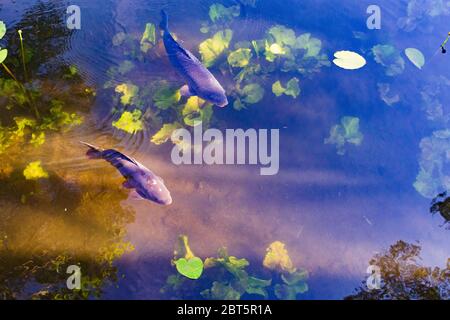 Vienna: Carpa comune o carpa europea (Cyprinus carpio), nel lago di oxbow, nel 22. Donaustadt, Vienna, Austria Foto Stock